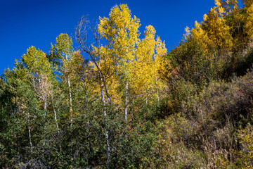 Yellow Aspens Outside of Oakcreek Colorado