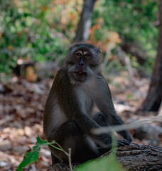 Wild Monkey at the forest looking to the camera