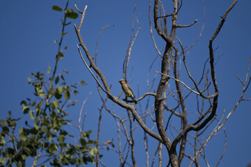Cedar Waxwing on a Branch
