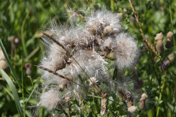 Thistles going to seed in the Summer