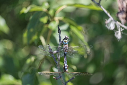 A Courtship of Dragonflies in Summer