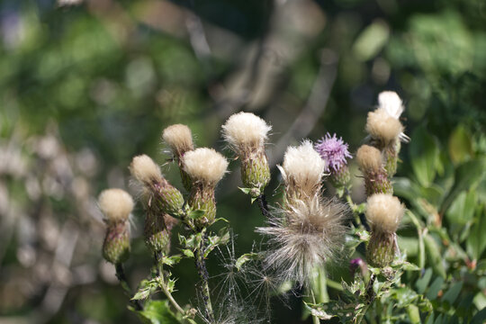 Thistles going to seed in the Summer