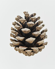 開いた松ぼっくり