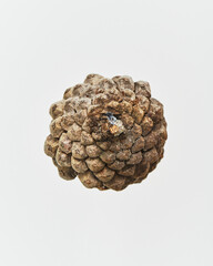 下から見た松ぼっくり