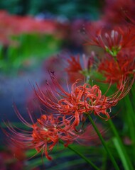 美しい彼岸花