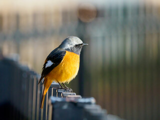 朝日を見つめる冬のジョウビタキ