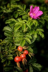 Obraz premium tomatoes in the garden