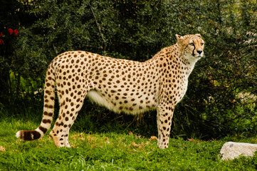 A beautiful cheetah wild animal portrait standing on the grass and looking in the distance. 