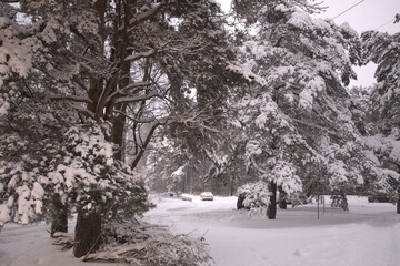 snow covered trees in the park