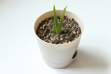 어린 아로에 새싹 다육이 Young sprouts of aloe vera plant potted