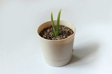 어린 아로에 새싹 다육이 Young sprouts of aloe vera plant potted