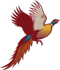 Illustration of Ringneck Pheasant Flying