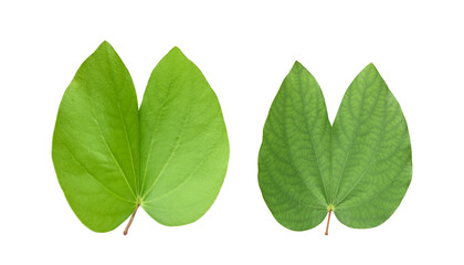 Fototapeta na wymiar Isolated Bauhinia purpurea leaf with clipping paths.