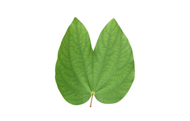 Obraz premium Isolated Bauhinia purpurea leaf with clipping paths.