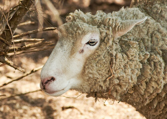Portrait of a sheep with an overgrown woolly fur coat.