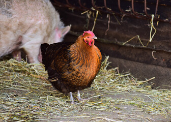 A fat brown chicken is free ranging at an exhibition farm at the zoo