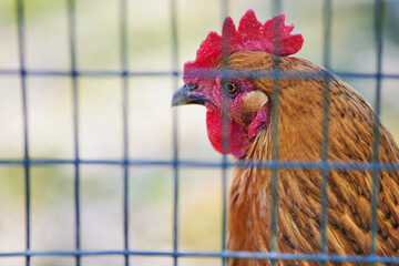 Brown chicken (head) behind a fence on an exhibition farm