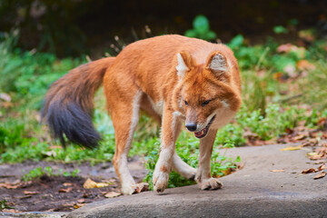 A dhole, asian wild dog, roaming its enclosure at the bronx zoo