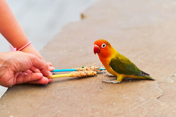 Love birds and budgerigars are being hand fed at the aviary