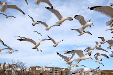 A flock of sea gulls in flight are being fed bread crumbs