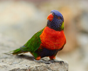 Rainbow parakeets being hand fed and posing for pictures