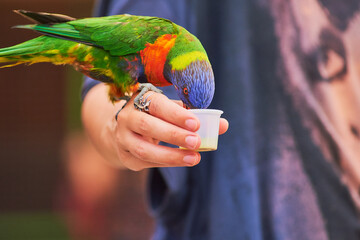 Rainbow parakeets being hand fed and posing for pictures