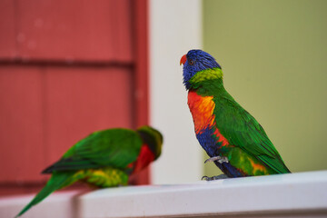 Rainbow parakeets being hand fed and posing for pictures