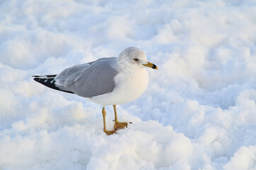 Seagull is standiung in the snow on an empty beach