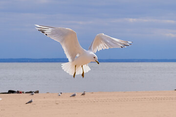 Sea gull coming in for a landing on a cold day near hudson bay