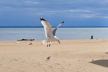 Sea gull coming in for a landing on a cold day near hudson bay - obrazy, fototapety, plakaty