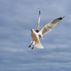 Sea gull coming in for a landing on a cold day near hudson bay