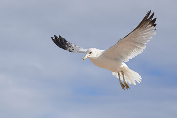 Sea gull in flight on a cold, bright winter day near Brighton beach