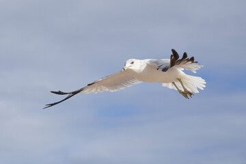 Sea gull in flight on a cold, bright winter day near Brighton beach