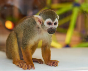 A squirrel monkey playing in the monkey house
