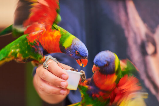 Rainbow parakeets being hand fed and posing for pictures