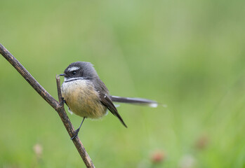 New Zealand native fantail Piwakawaka Sitting on a Branch
