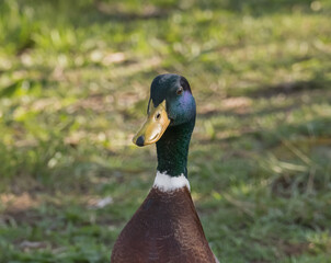 duck mallard male close up outdoors anas platyrhynchos