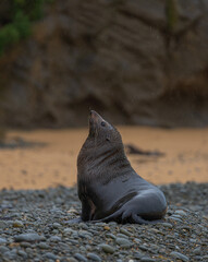 New Zealand Fur Seal Pups on the Coast