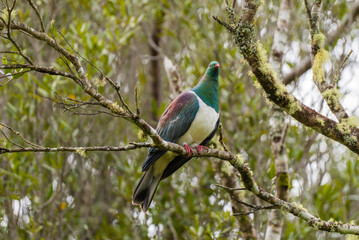 Native New Zealand Wood Pigeon (Kereru) Standing on a Branch in a Tree