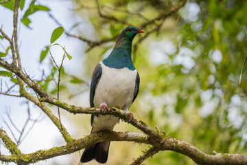 Native New Zealand Wood Pigeon (Kereru) Standing on a Branch in a Tree