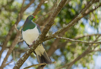 Native New Zealand Wood Pigeon (Kereru) Standing on a Branch in a Tree