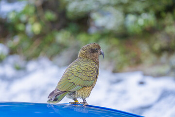 Kea Native New Zealand Parrot On a Car