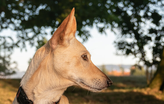 portuguese shorthaired hound dog close up in profile podenco