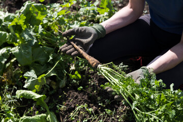 Woman Farmer Found a Very Big Parsnip Root in Personal Vegetable Garden Close Up