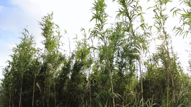 草と日の光　スロー動画