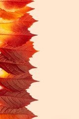 Close up top view Autumn leaves red yellow gradient color in row on pastel beige background. Natural fallen autumn leaves as seasonal card or backdrop with copy space, vibrant colors foliage