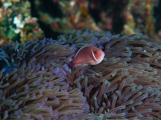 Pink skunk nemo clownfish peeking out of its anemone habitat
