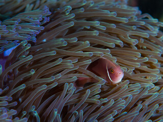 Close-up of pink skunk nemo clownfish nestled in its anemone habitat