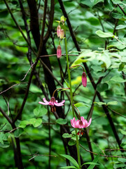 Obraz na płótnie Canvas Lily martagon, a beautiful forest pink flower