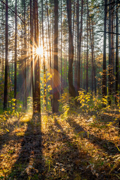 sunset in the forest © vlntn